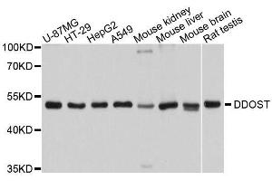 Western blot analysis of extracts of various cell lines, using DDOST antibody. (DDOST Antikörper  (AA 40-300))