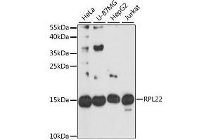 Western blot analysis of extracts of various cell lines, using RPL22 antibody. (RPL22 Antikörper  (AA 1-122))
