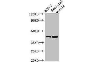 Western Blot Positive WB detected in: MCF-7 whole cell lysate, Mouse skeletal muscle tissue All lanes: USP18 antibody at 2 μg/mL Secondary Goat polyclonal to rabbit IgG at 1/50000 dilution Predicted band size: 44, 42 kDa Observed band size: 44 kDa (USP18 Antikörper  (C-Term))