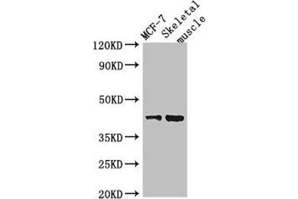 USP18 Antikörper  (C-Term)