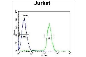 RNF8 Antibody (ABIN653777 and ABIN2843067) flow cytometric analysis of Jurkat cells (right histogram) compared to a negative control cell (left histogram).