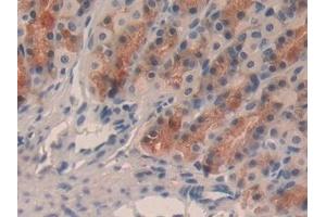 Detection of TFF2 in Rat Stomach Tissue using Monoclonal Antibody to Trefoil Factor 2 (TFF2) (Trefoil Factor 2 Antikörper  (AA 27-129))