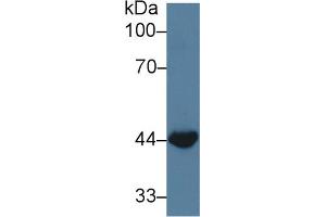 Western Blot; Sample: Bovine Small intestine lysate; Primary Ab: 3µg/ml Rabbit Anti-Bovine WNT3A Antibody Second Ab: 0. (WNT3A Antikörper  (AA 19-355))