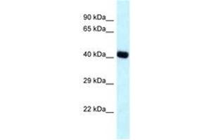 Image no. 1 for anti-Branched Chain Amino-Acid Transaminase 2, Mitochondrial (BCAT2) (AA 23-72) antibody (ABIN6747708) (BCAT2 Antikörper  (AA 23-72))