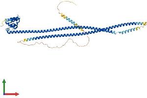 Protein Structure (PS) image for Caspase Recruitment Domain Family, Member 9 (CARD9) (AA 1-536) protein (His tag) (ABIN7561917)