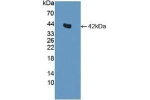 Detection of Recombinant INS, Canine using Polyclonal Antibody to Insulin (INS) (Insulin Antikörper  (AA 25-110))