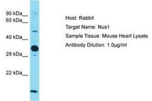 Image no. 1 for anti-Nogo B Receptor (NUS1) (AA 151-200) antibody (ABIN6750531) (Nogo B Receptor Antikörper  (AA 151-200))