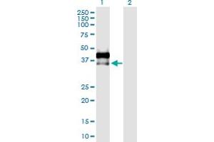 Western Blot analysis of AREG expression in transfected 293T cell line by AREG MaxPab polyclonal antibody. (Amphiregulin Antikörper  (AA 1-252))