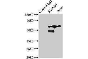 Immunoprecipitating SMAD4 in Jurkat whole cell lysate Lane 1: Rabbit control IgG (1 μg) instead of ABIN7160238 in Jurkat whole cell lysate. (SMAD4 Antikörper  (AA 27-195))