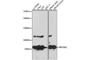 Western blot analysis of extracts of various cell lines, using ERCC6L2 antibody.
