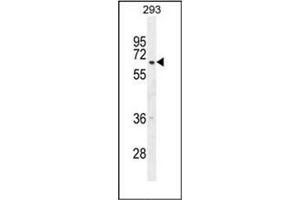 Western blot analysis of CYP2B6 Antibody (Center) in 293 cell line lysates (35ug/lane).