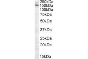 ABIN2559818 staining (0. (SAP130 Antikörper  (C-Term))