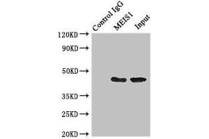 MEIS1 Antikörper  (AA 1-90)