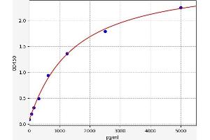 MAF ELISA Kit