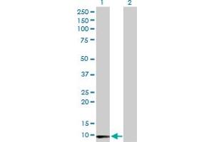 Western Blot analysis of LY6E expression in transfected 293T cell line by LY6E MaxPab polyclonal antibody.
