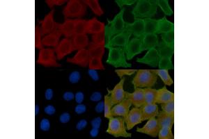 ABIN6260554 and ABIN6272679 staining Hela cells(24h of starvation treatment) by IF/ICC. (CCR10 Antikörper  (C-Term))