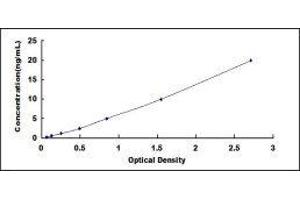 Transglutaminase 3 (E Polypeptide, Protein-Glutamine-gamma-Glutamyltransferase) (TGM3) ELISA Kit