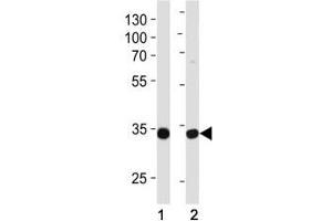 Western blot analysis of lysate from (1) MCF-7 and (2) NCI-H460 cell line using TAZ antibody at 1:1000. (TAZ Antikörper  (AA 32-60))