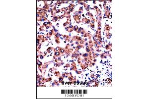 HRH1 Antibody immunohistochemistry analysis in formalin fixed and paraffin embedded human liver tissue followed by peroxidase conjugation of the secondary antibody and DAB staining. (HRH1 Antikörper  (AA 273-301))