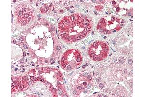 Anti-COG8 antibody IHC staining of human kidney. (COG8 Antikörper  (AA 381-393))