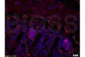 Immunofluorescence (IF) image for anti-Pituitary Adenylate Cyclase Activating Polypeptide 38 (PACAP-38) (AA 31-38) antibody (ABIN726215)
