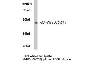 Western blot (WB) analysis of sMtCK antibody in extracts from THP1 cells. (CKMT2 Antikörper)