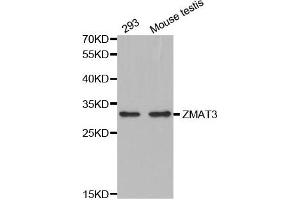 Western Blotting (WB) image for anti-Zinc Finger, Matrin-Type 3 (ZMAT3) antibody (ABIN1876200) (ZMAT3 Antikörper)