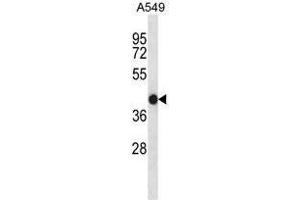 ACTA1/alpha-actin Antibody (C-term) western blot analysis in A549 cell line lysates (35ug/lane). (Actin Antikörper  (C-Term))