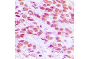 Immunohistochemical analysis of Histone H2A. (H2AFX Antikörper  (C-Term))
