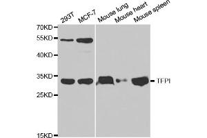 Western blot analysis of extracts of various cell lines, using TFPI antibody. (TFPI Antikörper)