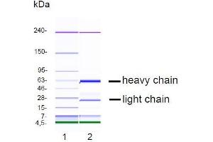 CGE analysis of purified NJ-5C9 monoclonal antibody. (Chromogranin A Antikörper)