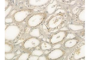 ABIN6257293 and ABIN6273662 at 1/100 staining human normal kidney tissue by IHC-P. (IL-9 Antikörper  (Internal Region))