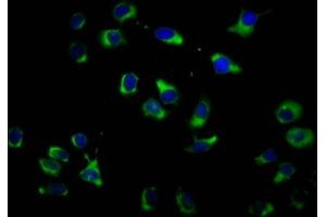 Immunofluorescence staining of A549 cells with ABIN7162239 at 1:100, counter-stained with DAPI. (OPN3 Antikörper  (AA 313-402))