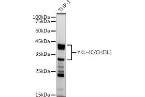 Western blot analysis of extracts of THP-1 cells, using YKL-40/CHI3L1 antibody (ABIN7266328) at 1:1000 dilution. (CHI3L1 Antikörper)