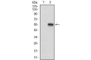 Western blot analysis using APP mAb against HEK293 (1) and APP (AA: 483-699)-hIgGFc transfected HEK293 (2) cell lysate.