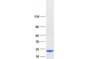 Validation with Western Blot (C14orf126 Protein (Myc-DYKDDDDK Tag))