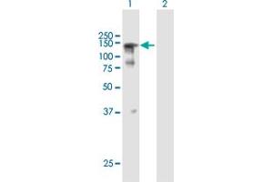 Western Blot analysis of SFRS14 expression in transfected 293T cell line by SFRS14 MaxPab polyclonal antibody. (SFRS14 Antikörper  (AA 1-988))