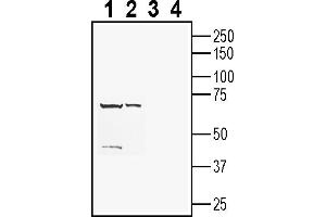 Western blot analysis of rat spleen lysates (lanes 1 and 3) and mouse kidney membranes (lanes 2 and 4):1-2. (CD63 Antikörper  (Extracellular))