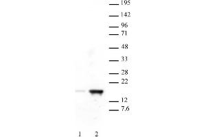 .Histone H3 acetyl Lys18 antibody tested by Western blot. A549 whole-cell extract (20 µg per lane) probed with Histone H3 acetyl Lys18 antibody (0.5 µg/ml).     Lane 1: Untreated cells.     Lane 2: Cells treated with Trichostatin A.