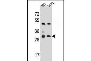 OR4P4 Antibody (C-term) (ABIN656306 and ABIN2845609) western blot analysis in 293,T47D cell line lysates (35 μg/lane). (OR4P4 Antikörper  (C-Term))