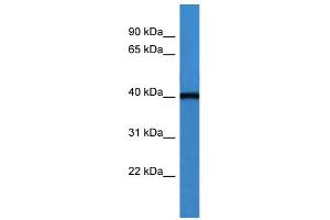 WB Suggested Anti-ASNA1 Antibody Titration: 0. (ASNA1 Antikörper  (C-Term))