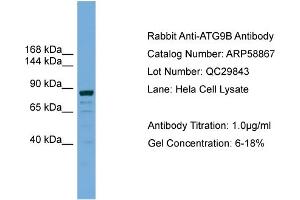 WB Suggested Anti-ATG9B  Antibody Titration: 0. (ATG9B Antikörper  (C-Term))