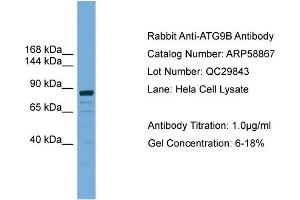 WB Suggested Anti-ATG9B  Antibody Titration: 0.