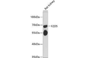 Western blot analysis of extracts of rat kidney, using FZD5 antibody (ABIN6131661, ABIN6140843, ABIN6140845 and ABIN6216524) at 1:3000 dilution. (FZD5 Antikörper  (AA 130-240))