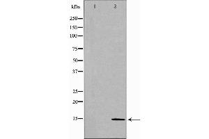 Western blot analysis of Mouse spleen lysate, using CCL28 Antibody.