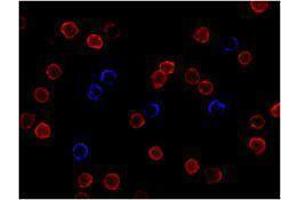 Immunofluorescence (IF) image for anti-CD3 (CD3) antibody (Alexa Fluor 647) (ABIN2657734) (CD3 Antikörper  (Alexa Fluor 647))