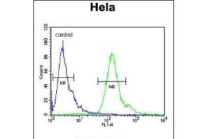 Flow cytometric analysis of Hela cells (right histogram) compared to a negative control cell (left histogram). (MMGT1 Antikörper  (C-Term))
