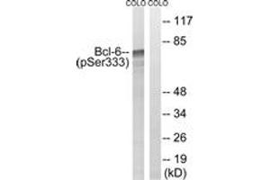 Western blot analysis of extracts from COLO205 cells treated with insulin 0. (BCL6 Antikörper  (pSer333))