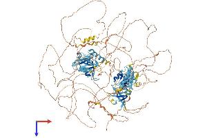 IL16 Protein (AA 1-1332) (His tag)