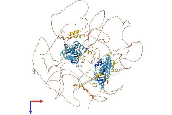 IL16 Protein (AA 1-1332) (His tag)